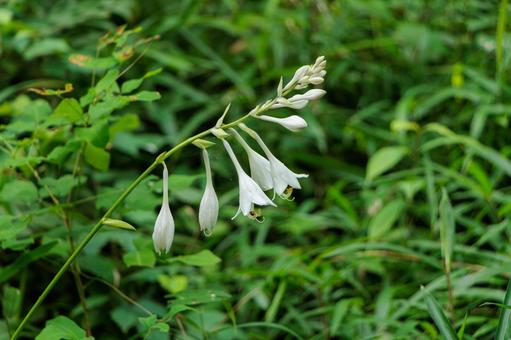 Photo, flower, plant, natural, 