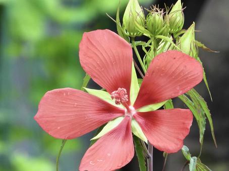 Photo, plant, flower, river side, 