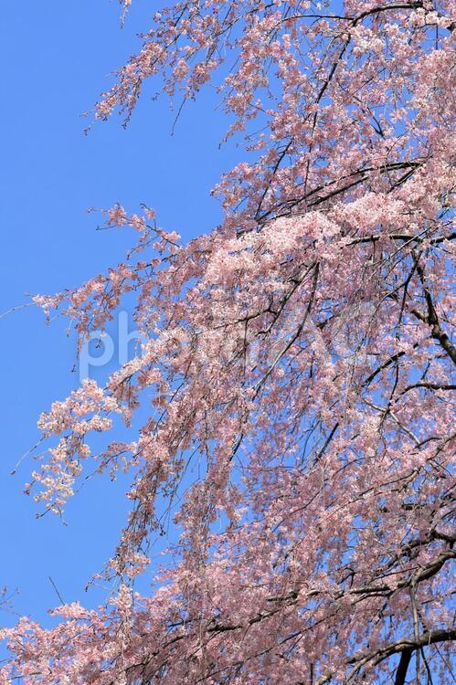枝垂れ桜も開花 枝垂れ桜,桜,サクラの写真素材