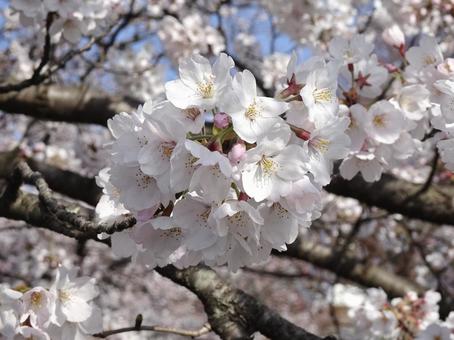 桜 桜 桜,サクラ,花の写真素材
