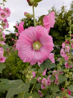 Hollyhock flowers (pink), JPG Hollyhock flowers (pink), JPG