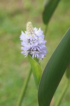植物 ポンテデリアの花 植物 ポンテデリアの花 ポンテデリア,花,植物の写真素材