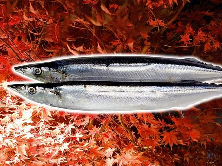 サンマ サンマ サンマ,秋刀魚,銀の写真素材