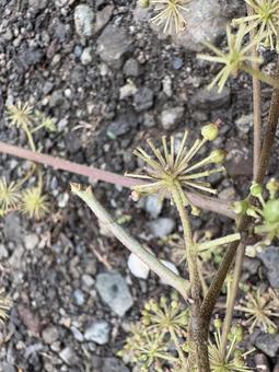 懸命に 枝になりきる 尺取虫 03 懸命に 枝になりきる 尺取虫 03 尺取虫,シャクトリムシ,尺蠖の写真素材