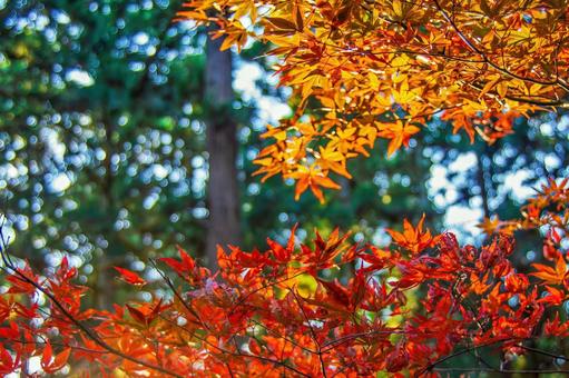 晩秋の森で赤く黄色く染まったもみじ 紅葉,赤,黄の写真素材