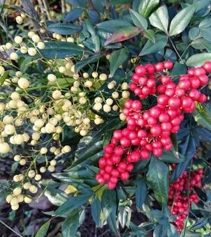 ナンテン 紅白 南天,赤,白の写真素材