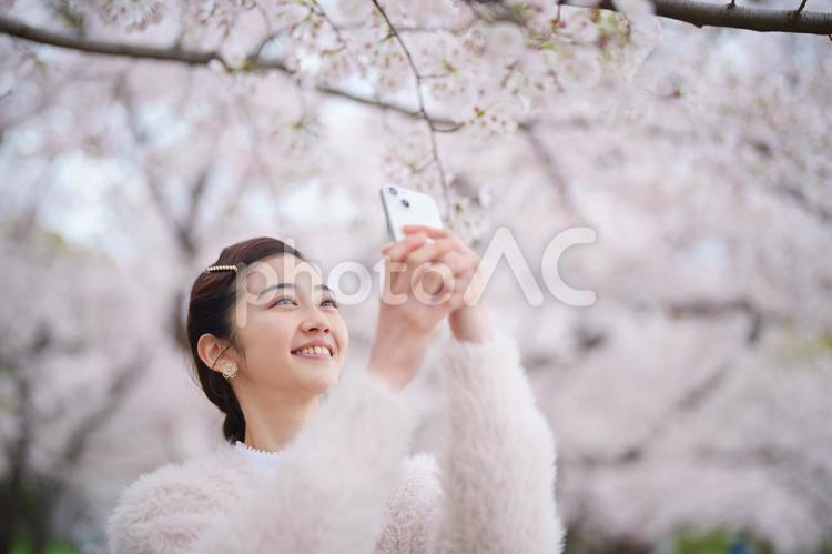 携帯で笑顔で撮影する女性 女性,桜,大学生の写真素材