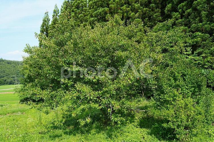 梅の木　実をつけた梅の木の風景 梅,春,植物の写真素材