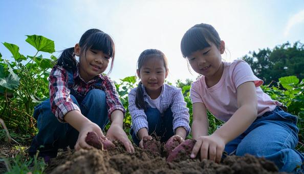 芋掘りする子供 芋掘りする子供の写真