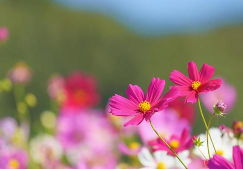 コスモス14 コスモス14 コスモス,秋桜,秋イメージの写真素材