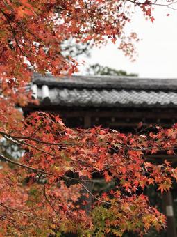 京都の紅葉の写真