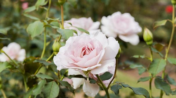 【花の写真】ばらの花 rose,植物,園芸の写真素材