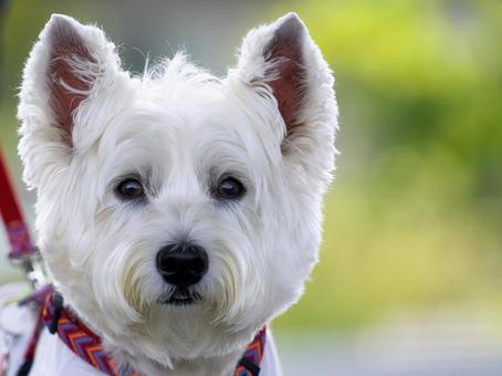 可愛いウェスティの顔 可愛いウェスティの顔 犬,ホワイトテリア,ウエストハイランドの写真素材
