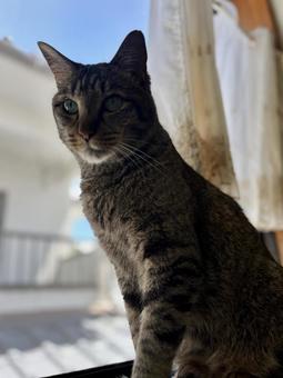 Cat sunbathing brown tabby, JPG