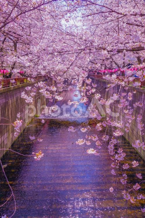 桜並木と運河（目黒川） 桜,運河,水面の写真素材