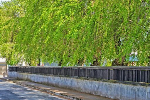 初夏の角館を彩る新緑の秋田街道の桜並木 夏,角館,桜の写真素材