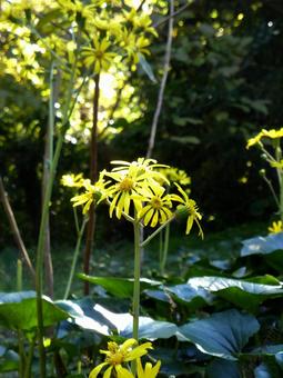 11月、木々の間に浮かび上がるツワブキ ツワブキ,花,植物の写真素材