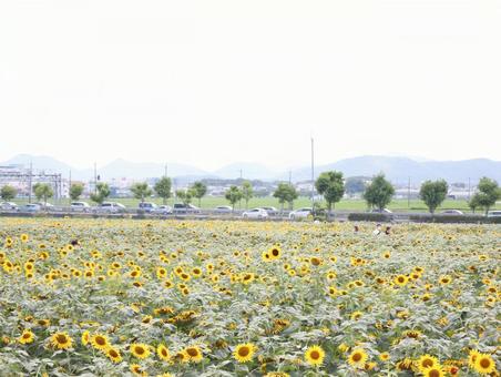 ひまわり畑 202207 (27)の写真