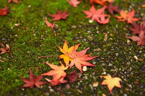 イロハモミジ 2013 07 イロハモミジ 2013 07の写真