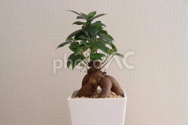 ガジュマルの植木鉢 ガジュマル,木,植木鉢の写真素材