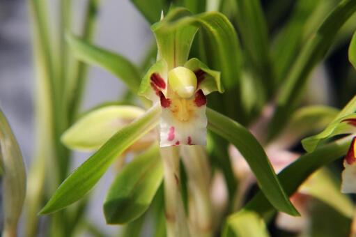 シュンラン・春蘭 クローズアップ 野草,洗練,シュンランの写真素材