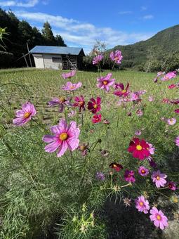 秋桜 秋桜の写真