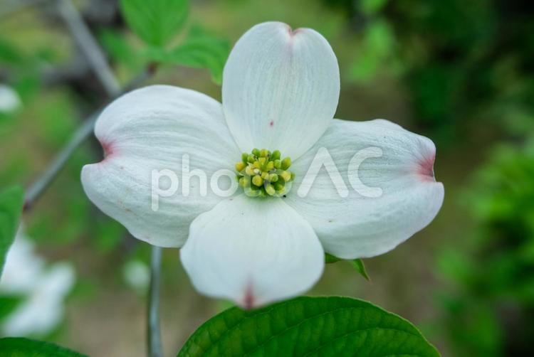 ハナミズキ1 ハナミズキ,白い花,春の写真素材