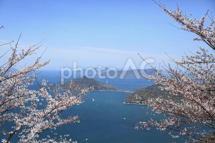 桜と瀬戸内海４ 桜,植物,花の写真素材