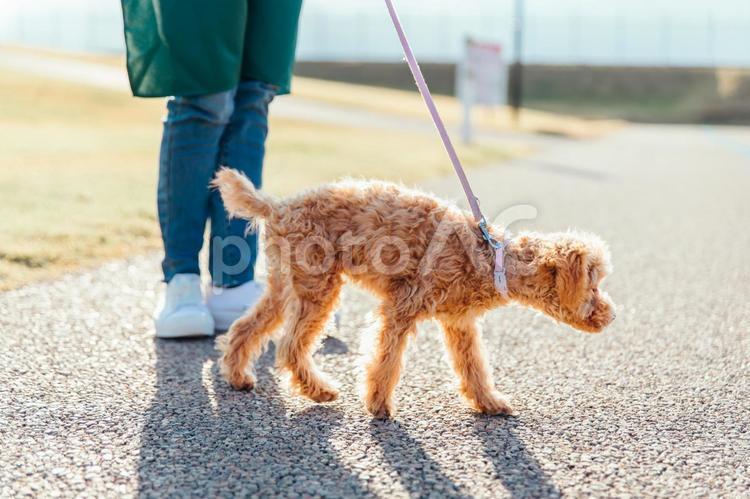 愛犬と遊ぶエプロン姿の女性（道路） 犬,ペット,動物の写真素材