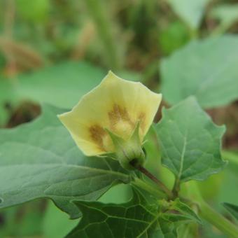 ヒロハフウリンホオズキ（広葉風鈴鬼灯）の写真