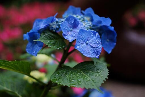 Photo, hydrangea, juni, mangsa udan, 