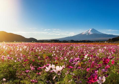 富士山とコスモス#3 富士山とコスモス#3の写真