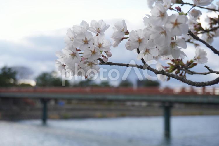 宇治川の桜 桜,サクラ,花の写真素材