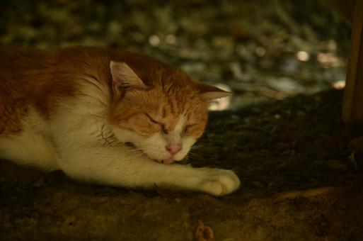 お昼寝中の猫⑧ お昼寝中の猫⑧ 猫,野良猫,地域猫の写真素材