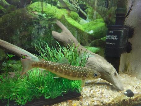 淡水魚 淡水魚 イワナ,岩魚,いわなの写真素材