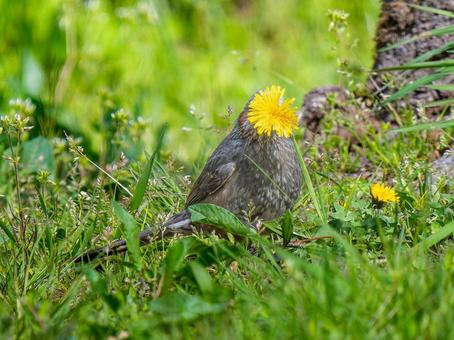 タンポポを食べるヒヨドリ タンポポを食べるヒヨドリの写真