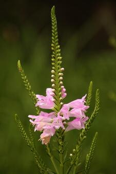 gladiolus, gladiolus, flower, summer, JPG