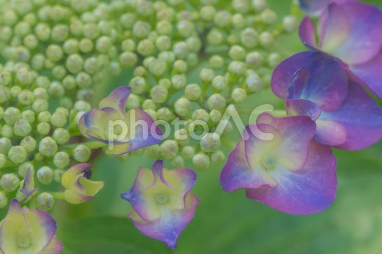 権現堂のアジサイ 紫陽花,パープル,5月の写真素材