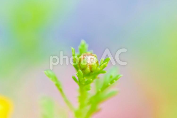 春菊の蕾とパステルカラーの背景 春菊の蕾とパステルカラーの背景 蕾,背景素材,パステルカラーの写真素材