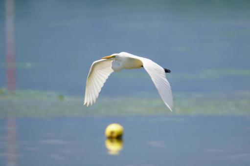 ダイサギ ダイサギ ダイサギ,鳥類,空の写真素材