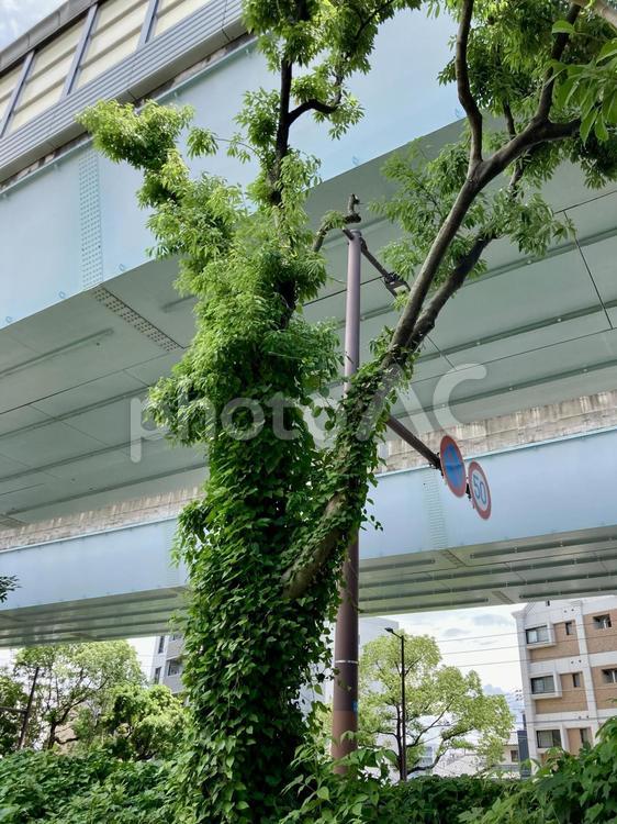 蔦に覆われた木 木,街中,蔦の写真素材
