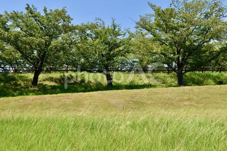 新緑の季節の自然公園に癒やされるひととき 新緑,遊歩道,道の写真素材