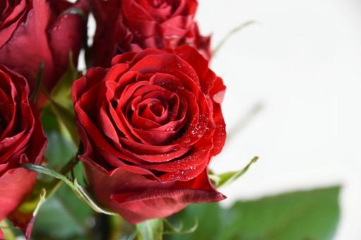 赤いばら 薔薇,ばら,バラの写真素材