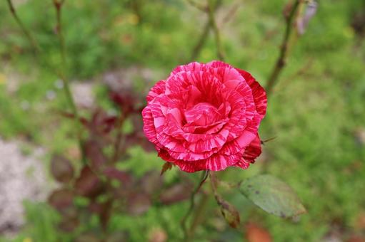 バラ園にて綺麗な薔薇を撮った写真 バラ園にて綺麗な薔薇を撮った写真の写真