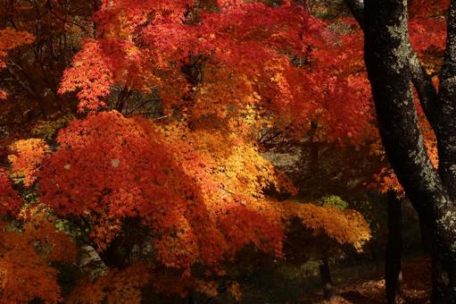 もみじ湖の紅葉 もみじ,赤,１１月の写真素材