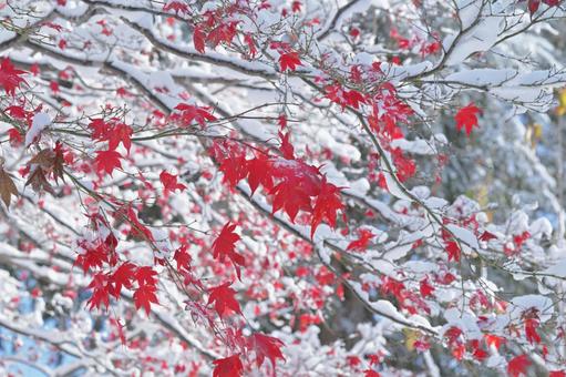 雪の中の紅葉 紅葉,風景,雪の写真素材