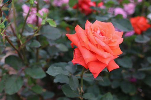 バラ園にて綺麗な薔薇を撮りました バラ園にて綺麗な薔薇を撮りましたの写真