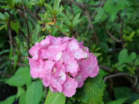 Hydrangea June, JPG Hydrangea June, JPG