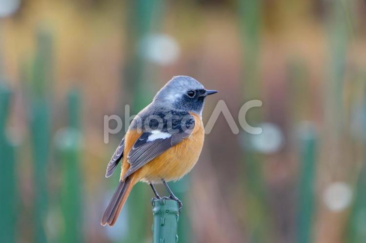 ジョウビタキの鮮やかな色彩 ジョウビタキ,野鳥,冬鳥の写真素材