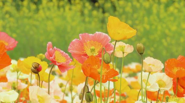 春風に揺れるポピーの彩り 春風に揺れるポピーの彩り 花,ポピー,植物の写真素材